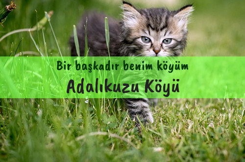 Adalıkuzu Köyü