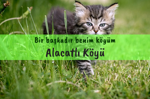 Alacatlı Köyü