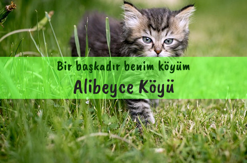 Alibeyce Köyü