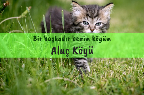 Aluç Köyü