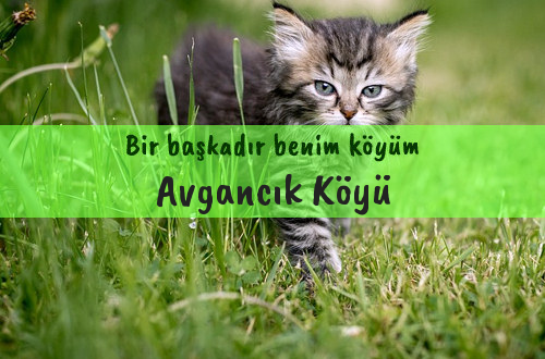 Avgancık Köyü