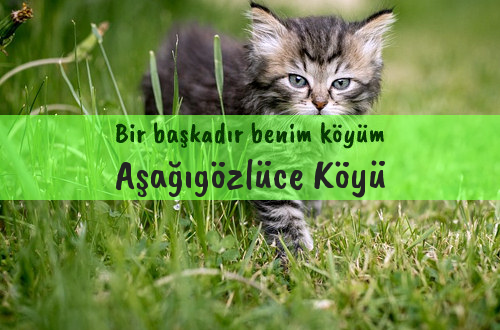 Aşağıgözlüce Köyü