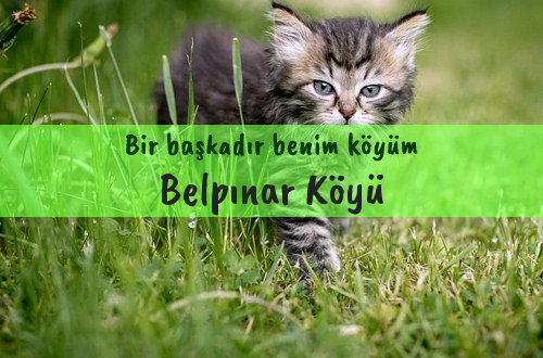 Belpınar Köyü