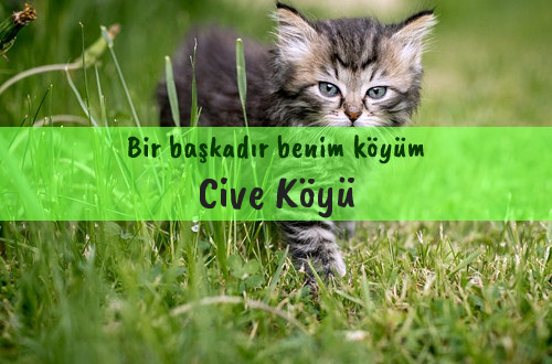 Cive Köyü