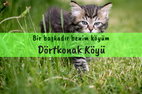 Dörtkonak Köyü