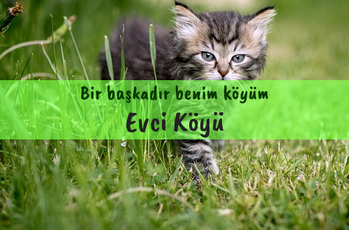 Evci Köyü