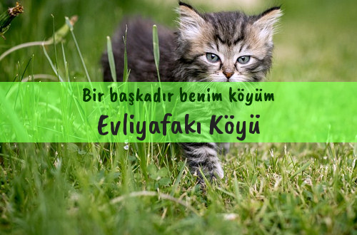 Evliyafakı Köyü