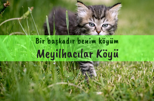 Meyilhacılar Köyü