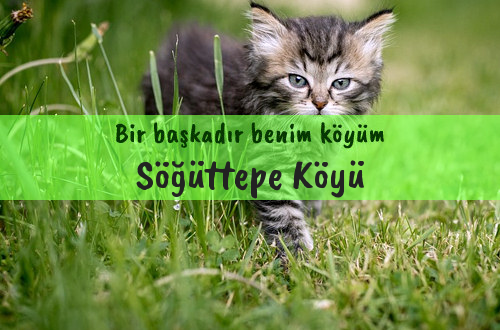 Söğüttepe Köyü