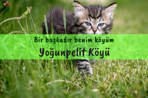 Yoğunpelit Köyü