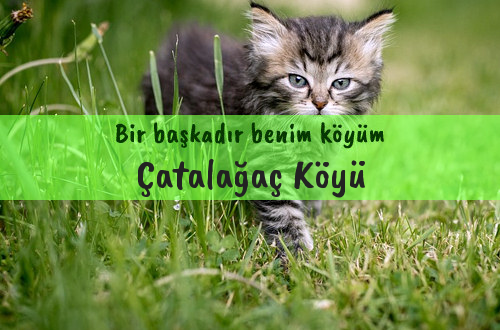 Çatalağaç Köyü