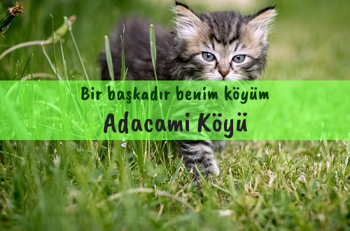 Adacami Köyü