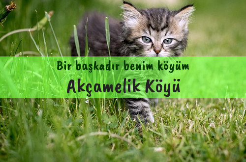 Akçamelik Köyü