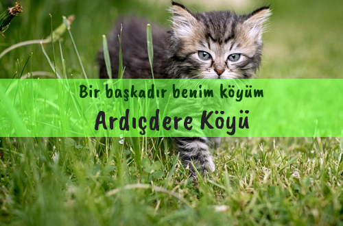 Ardıçdere Köyü