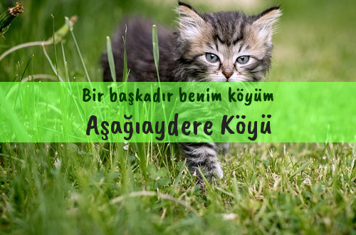 Aşağıaydere Köyü