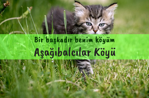 Aşağıbalcılar Köyü