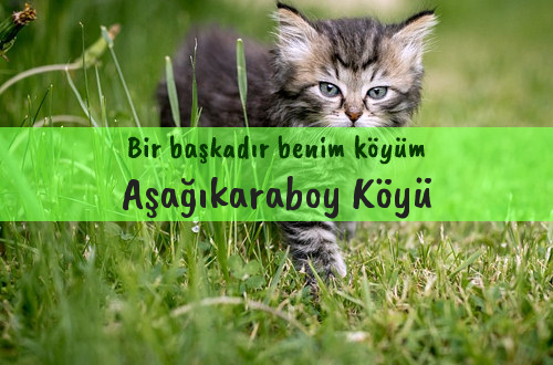 Aşağıkaraboy Köyü