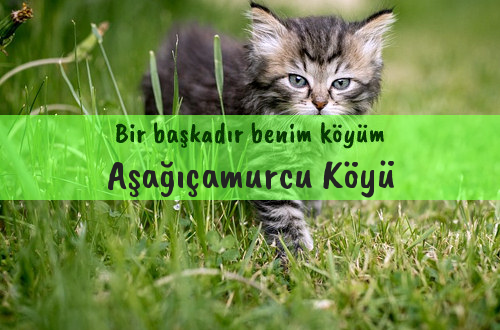 Aşağıçamurcu Köyü