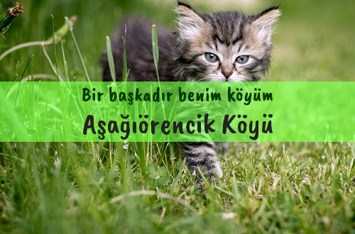 Aşağıörencik Köyü