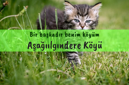 Aşağıılgındere Köyü