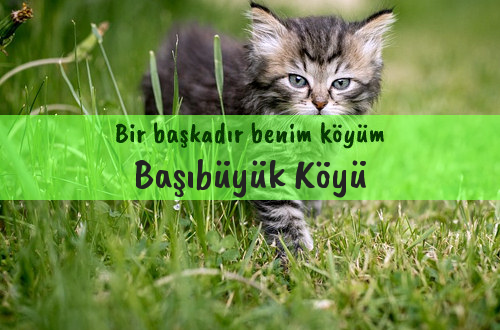 Başıbüyük Köyü