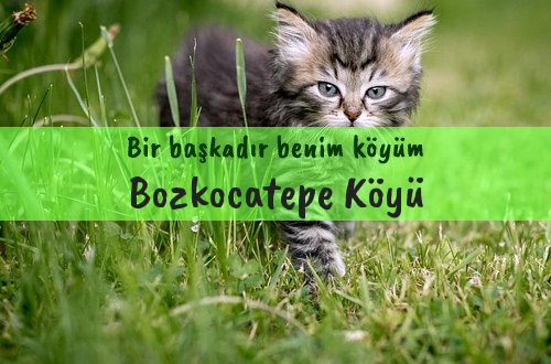 Bozkocatepe Köyü