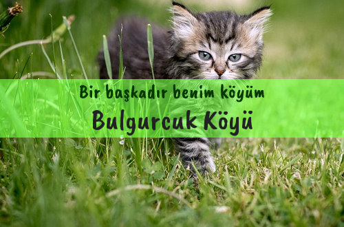 Bulgurcuk Köyü