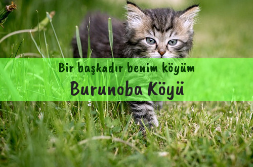 Burunoba Köyü