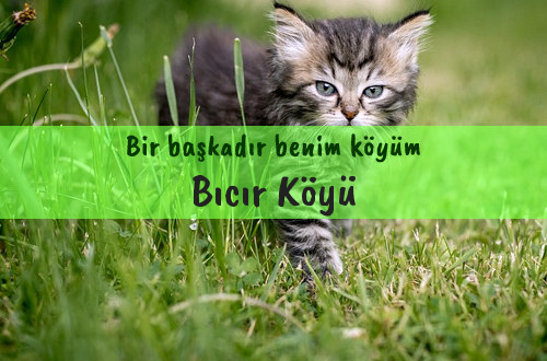 Bıcır Köyü