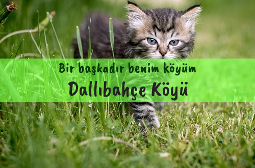 Dallıbahçe Köyü