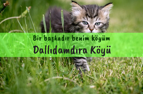 Dallıdamdıra Köyü