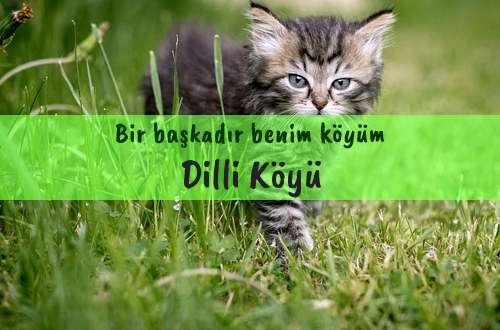 Dilli Köyü