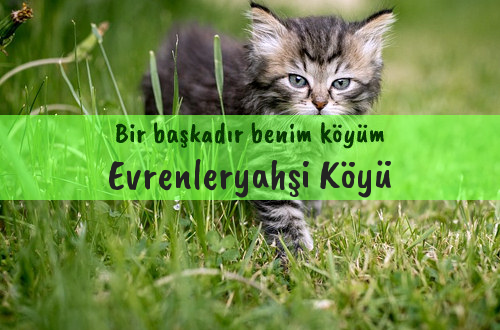 Evrenleryahşi Köyü