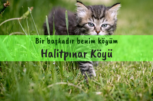 Halitpınar Köyü