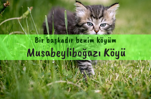 Musabeyliboğazı Köyü