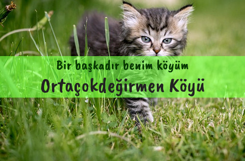 Ortaçokdeğirmen Köyü