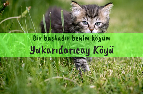 Yukarıdarıcay Köyü